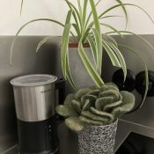 Madeleine-Last-Kunstroute-6-Echeveria