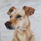 hond